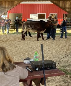 4-H youth showing market steer