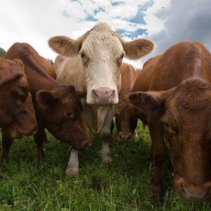 3 brown cattle, one white faced, standing in a field
