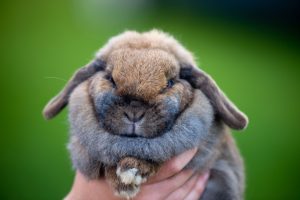 brown and gray rabbit
