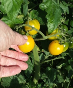 Yellow Tomato's on plant