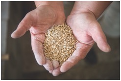 grain in a persons hand