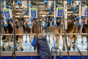 A Milking Parlor