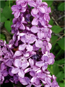 Close up of lilac blossum