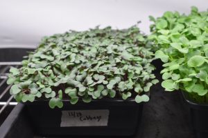 Microgreens in black container
