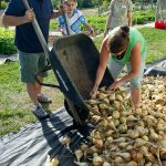 Master Gardener Volunteers gather onions for Maine Harvest for Hunger