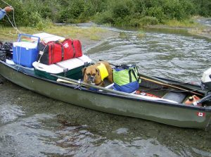 a dog in a canoe that is pulled ashore and is loaded with camping gear