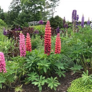 various colored lupine plants at Coastal Maine Botanical Gardens
