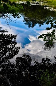 sky's reflection in a pond at Northern Pond Nature Area