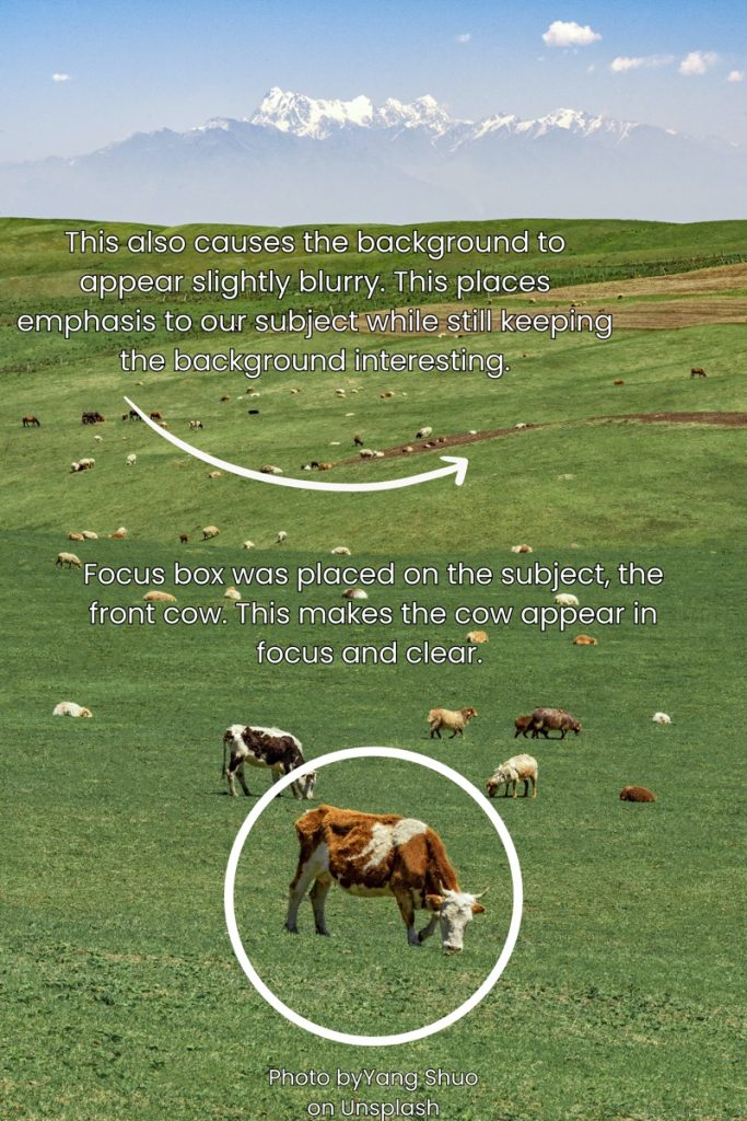 Photo of cows in a field showing that the focus box had been misplaced while taking the photo.