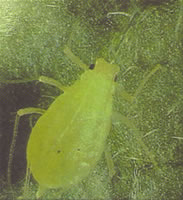 Winged Green Peach Aphid