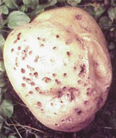 potato flea beetle damage