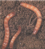 Wireworms