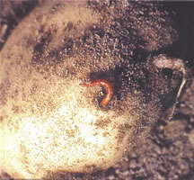 wireworm on a tuber