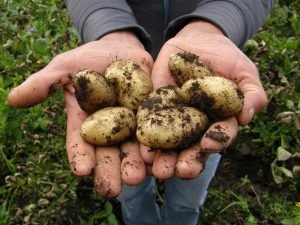 Person holding potatoes covered in soil.