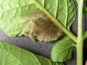 Late blight on a potato plant leaf