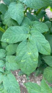 potato virus y symptom on potato foliage