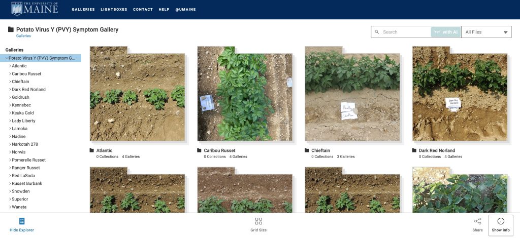 Screenshot of the University of Maine Potato Virus Y Symptom Gallery