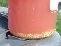 fermenting tomato seed