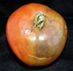 late blight tomatoe