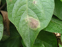 Water-soaked spots on potato leaf