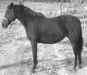 A horse that is in good condition with a score of 5.5 to 6.