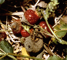 Gray Mold on Strawberries; photo by J. F. Dill