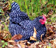 Bulletin #2072, Maine Poultry Facts: Hatching Your Own Chicks - Cooperative Extension Publications - University of Maine Cooperative Extension