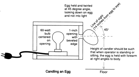 Candling an Egg: Drawing shows cutaway of box containing 60-watt bulb mounted inside with its cord exiting the box through a hole at bottom left. A 1-inch opening with beveled edges is cut into opposite side of box on the same level with bulb so that light is emitted. An egg is held at this opening outside the box at a 45-degree angle. The height of the candler is such that when the person holding the egg is standing or sitting, the egg is held with forearm arm at right angles to body. As the egg is held and twirled, the line of sight should be 14 inches from egg to eye, so that the person is looking down on the egg at a 45-degree angle, rather than into the light.