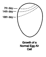 Growth of a Normal Egg Air Cell:Drawing shows the outline of an egg with its small end down. Three dotted lines are marked across the top of the egg to show the air cell size, which gets progressively larger, at 7, 14, and 18 days of incubation.