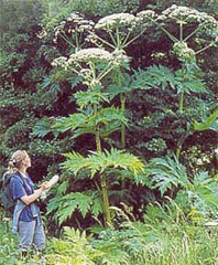 giant hogweed