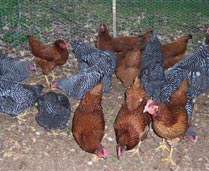 Rhode Island Reds and Barred Plymouth Rock pullets. Photo by Lloyd Slocum