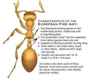 European fire ant characteristcs