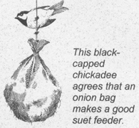 Illustration of a chickadee at a basket feeder.