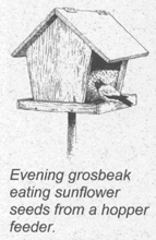 Illustration of an evening grosbeak at a hopper feeder.