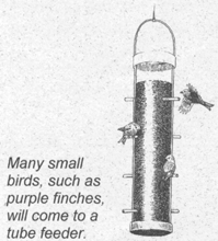 Illustration of small birds at a tube feeder