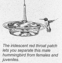 Illustration of a hummingbird at a nectar feeder.