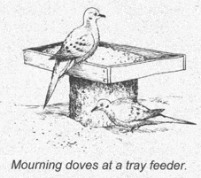Illustration of a mourning dove at a tray feeder.