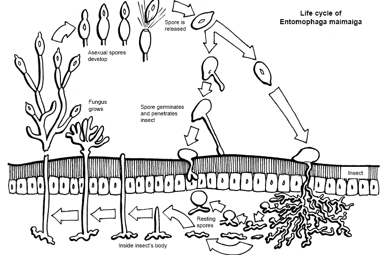 Life cycle of Entomophaga maimaiga: Spore is released; Spore germinates and penetrates insect; resting spores; inside insect's body; fungus grows; asexual spores develop; spore is released..