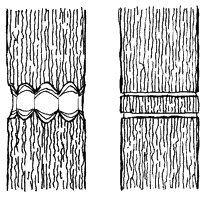illustration showing two techniques for girdling a tree: Figure 1 shows a single wide band of bark removed all around the trunk; Figure 2 shows two, narrow, parallel cuts in the bark all the way around the trunk
