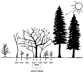 illustration showing which small trees should be cut when too near the apple tree that's being renovated