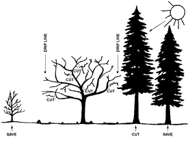 Illustration shows which branches should be pruned from an old apple tree to renovate it.