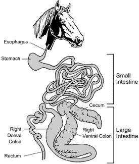 diagram of a horse's guts