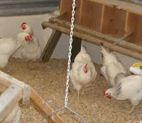 chickens in a coop with nest boxes