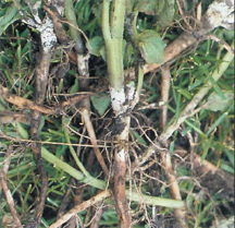 Thanatephorus cucumeris, the sexual stage of Rhizoctonia solani.