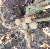 Small tubers formed in a tight cluster next to the stem.