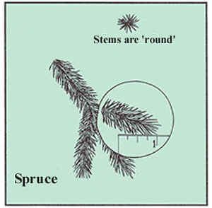 Spruce has sharp-pointed needles that are 1/3 to 2/3 inches long.