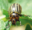 adult Colorado Potato Beetle