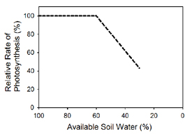 Figure 1. Response of photosynthesis to soil moisture availability.