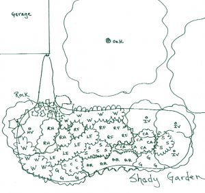 shady rain garden plan