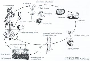 Bulletin #5041, Verticillium Wilt of Potatoes - Cooperative Extension ...